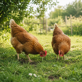 Poules sur parcours enherbé — Kit Poules Terrapoule